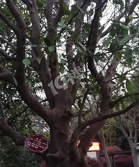 凌公塘公园音乐喷泉的植物挂牌错了 这个要找谁反映啊!
