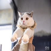 �þ�û��ߣè��