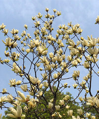 ������԰�Ĵ��� ӣ�� ������ ���������ٻ�ʢ��