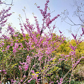 ��չ�� ��������