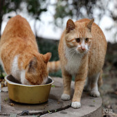 ���ٸ����ϱ������