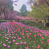 ������԰�Ĵ���