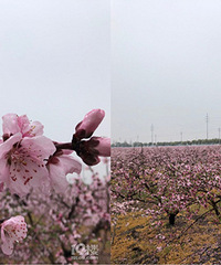 �һ�ʢ������Ƭ�һ���������������