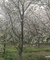 �´������һ��ӣ��