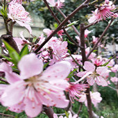 �����һ�����֦