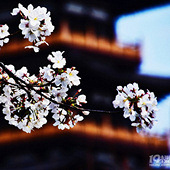 ƽ����ӣ����������