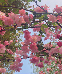 ������������԰��ӣ������