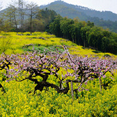 ���Ͳ˻����һ�����