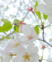 樱花碎满地