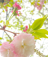 樱花碎满地