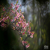 �һ�����ľ���