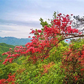 ��ɽ��Ұ�Ķž黨