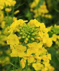 �Լ��˻�һ���� һ��Ƭ���˻������Ͳ˻� ������