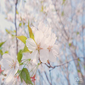 �����ĵ�ӣ��