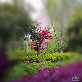 ��԰��Ļ����ݲ�