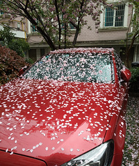 ���������⻨�ͳ���ͦ��ģ���������Ư��