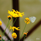 ����ڷ� ��������