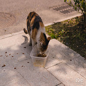 ����ʳ������è