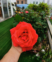 82��GG ϣ����һ�벻Ҫ���۹���