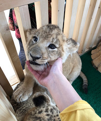 ����֮�ζ���԰ ����Сʨ������ë�����������������