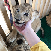 ��������֮�ε�Сʨ��