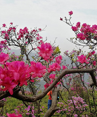 ʢ���Ķž黨Ⱦ�����������ɽɽ��