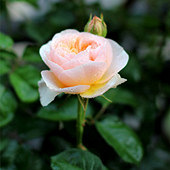 �¼�½��������