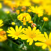 ��԰��Ļ����ݲ�