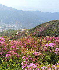 ʢ���Ķž黨Ⱦ�����������ɽɽ��