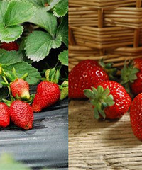 ��ĩ���˲ɲ�ݮ ��ץס��ݮ����Сβ��