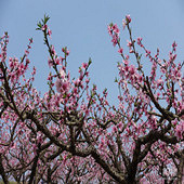 ��ɽ��ص��һ�