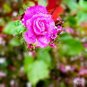 �������¼���