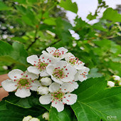 ·�����µĻ�