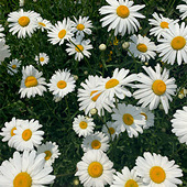 ֲ��԰�����Ļ�����