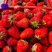 ��ݮ�����˰���