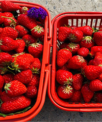 ���ϲ�ݮ�� ��������̫�ó��ˣ�