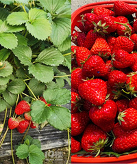 ���ϲ�ݮ����β�ͣ��߲ɱ߳�̫ˬ��