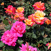 �¼������ĺ�Ư��