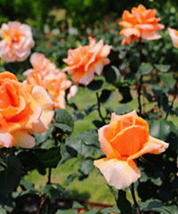 �Ƽ��Ϻ���ɽֲ��԰��ֲ�ﳬ��