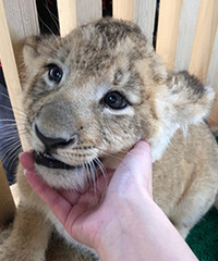 ���ģ�������֮�ε�Сʨ�� �ָг���