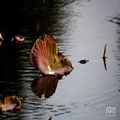 ������̬�ĺ�Ҷ