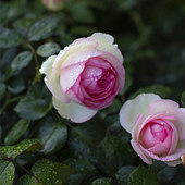 ��ɫ��ɳ��ʯ������