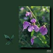 ·�ߵĻ�����ľ