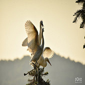 ֦ͷ�ϵİ���