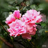 �������ر�ÿ�