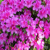 ���������ྫ��