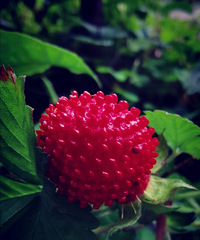 �Ȱ�����