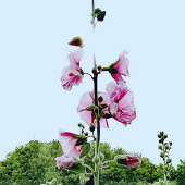 �����뻨�Ľ��