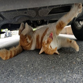 ���ӵ��µ�һֻ��è