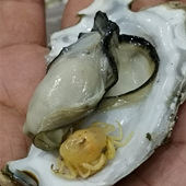 �����������и����з